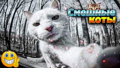 Приколы с котами с озвучкой! Смешные коты! Смешные животные 2023! funny  animals! - YouTube