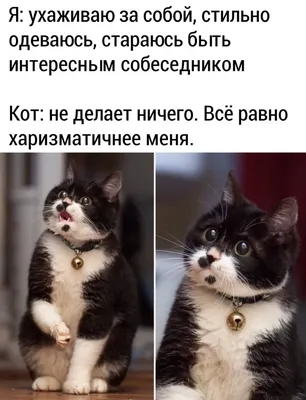 10+ смешных фото котов, которые не оставят и следа от плохого настроения