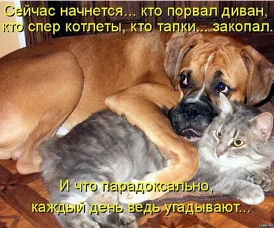 Смешные котики с надписями: фото - pictx.ru