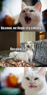 Создатель диджитал-стрит-арта Арслан Ибрагимов - о новых проектах, здоровом  эгоизме, мемах с волками и выходе в офлайн | Sobaka.ru