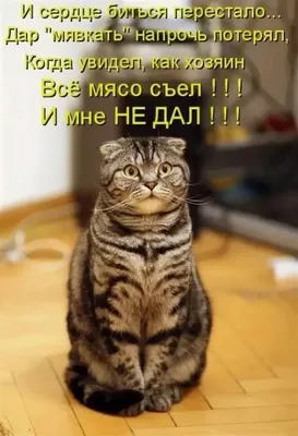 Кошка с надписью на фоне фотоальбома Кошачьи шутки