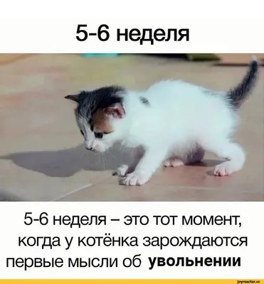 Изображение смеющейся кошки с надписью Лучшая подружка