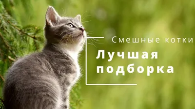 Фото кошки с надписью Позирование профессионалов