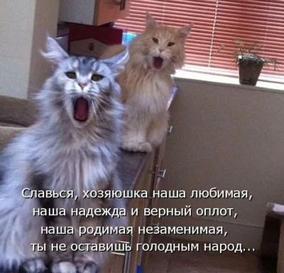 Фотография кошки с надписью Хвостатые воришки