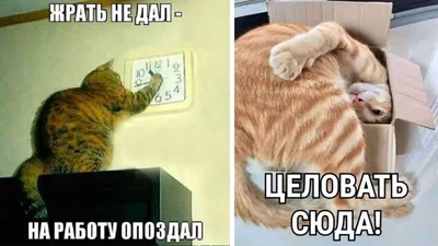 Изображение смеющейся кошки с надписью Улыбка дня