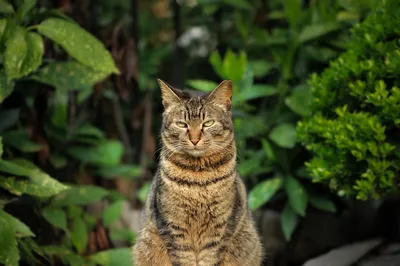 Фото кошек, которые вас растрогают: скачайте бесплатно