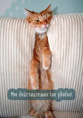 Смешные кошки: картинки
