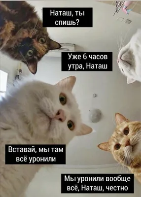 Смешные коты и кошки - подборка фотографий