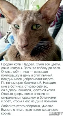 Котоматрица. (Смешные коты в нашей жизни!) — обсуждение в группе \"Кошки\" |  Птичка.ру