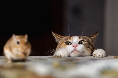 Кошки-мышки. Смешные фото кошек-мышеловок | Кошки и собаки | Дзен
