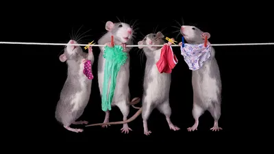 Читать, рисовать, хохотать! Смешные картинки мышки Маши — купить в  интернет-магазине по низкой цене на Яндекс Маркете