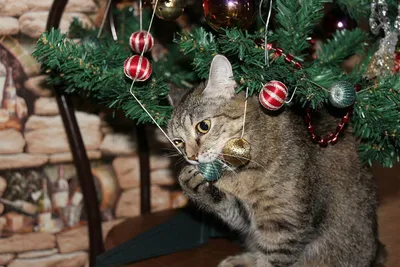Смешные фотографии домашних животных у новогодней елки - 27 декабря 2020 -  НГС
