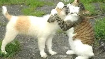 Фото смешных животных кошек: кошачьи камикадзе
