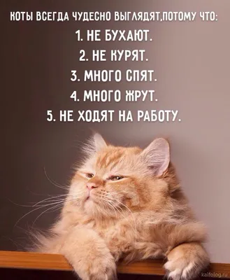 Фото смешных животных кошек: прекрасные моменты