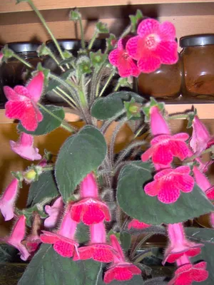 Растение Смитианта - фото с сильным эффектом подсветки