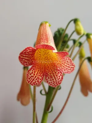 Удивительный цветок Смитианта на выбор в формате JPG