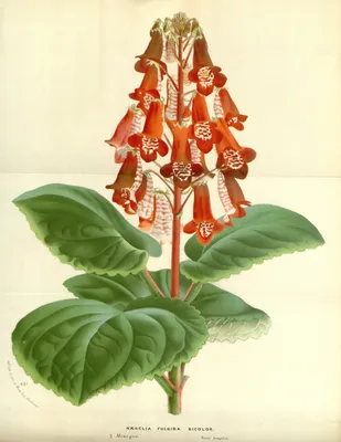 Смитианта: фотография цветка для фотоальбома