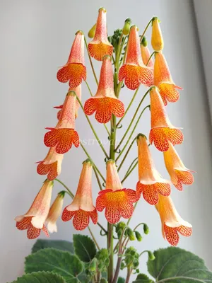 Красивый цветок Смитианта в формате PNG