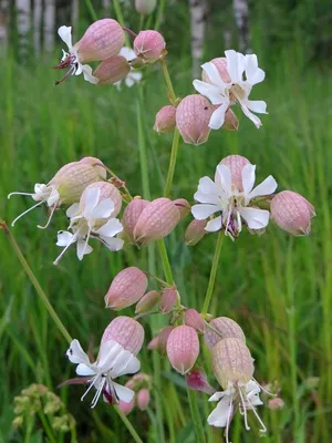 Смолевка обыкновенная (Silene vulgaris (Moench) Garcke)