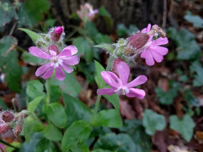 Смолевка обыкновенная (Silene vulgaris (Moench) Garcke)