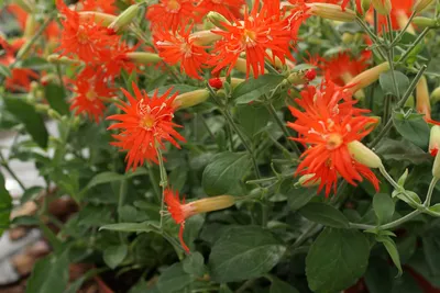 Смолевка обыкновенная (Silene vulgaris) ⋆ Сорные растения