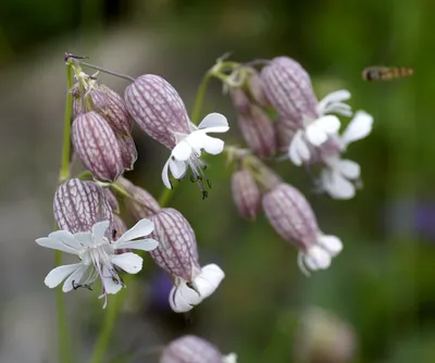 Смолевка гибридная (Silene hybrida)