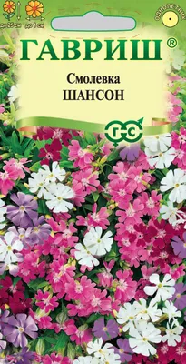 Смолевка обыкновенная (Silene vulgaris) ⋆ Сорные растения