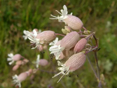 Wiki Nature - Гибралтарская смолёвка (Gibraltar Campion)... | Facebook