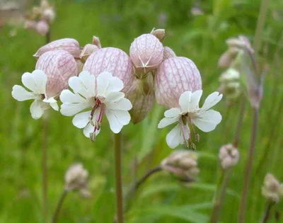 Silene acaulis 'Mount Snowdon', Смолевка бесстебельная ''Маунт Сноудаун'