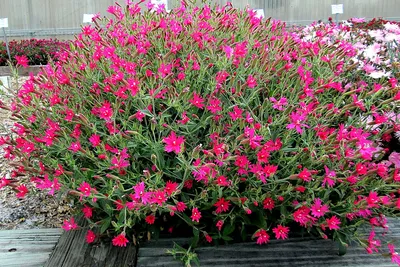 Смолевка гибридная (Silene hybrida)