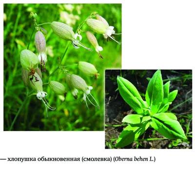 MW0066250, Silene repens (Смолевка ползучая), specimen