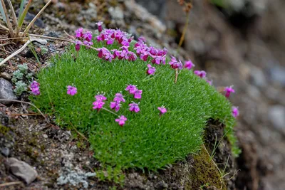 MW0160696, Silene nutans (Смолевка поникшая), specimen