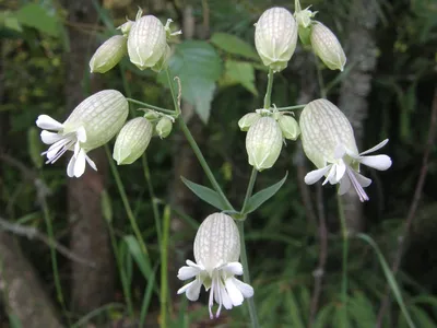 Смолевка обыкновенная (Silene vulgaris (Moench) Garcke)