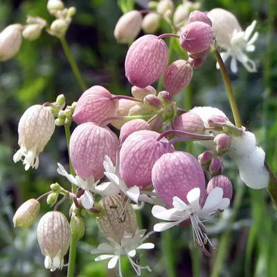 Смолёвка бесстебельная, Silene acaulis | Chukotka | Oleg Nabrovenkov |  Flickr