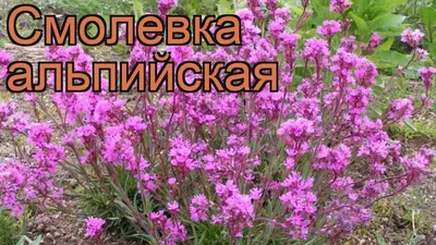 Смолевка альпийская (семена)