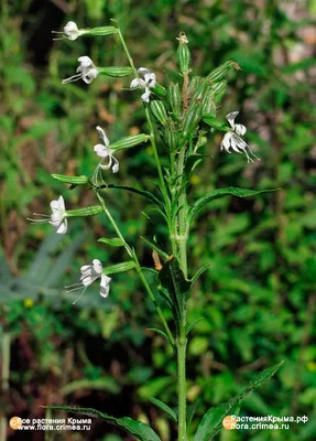 Смолёвка коническая / Silene conica / Sand catchfly / Млад… | Flickr