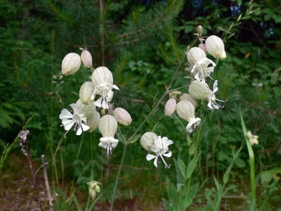 Смолёвка обыкновенная, или хлопушка (Silene vulgaris) Stock Photo | Adobe  Stock