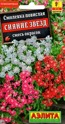 Смолевка обыкновенная (Silene vulgaris) ⋆ Сорные растения