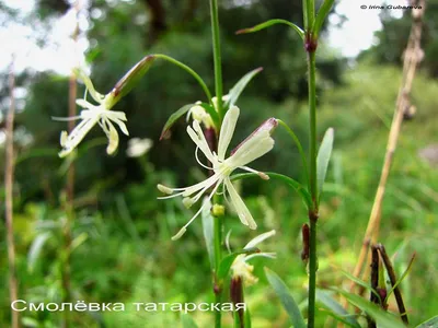 Смолёвка бесстебельная 'Floribunda' (6 шт) - Aiasõber