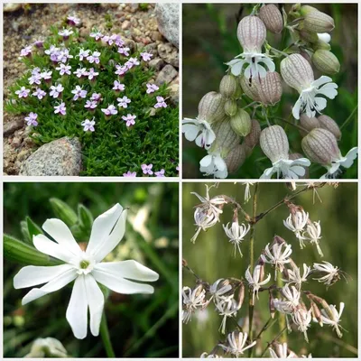 Смолёвка приморская (Silene uniflora) - PictureThis