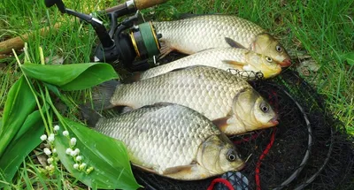 Секреты рыбалки на карася - AZOR-FISH.RU