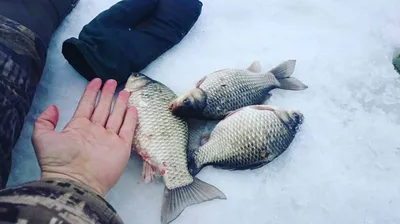 На карася с поплавочной удочкой