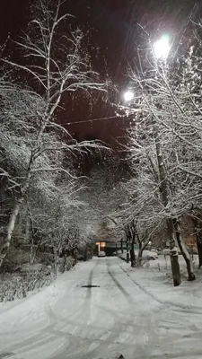 Ночной лес, укутанный в пушистый снег