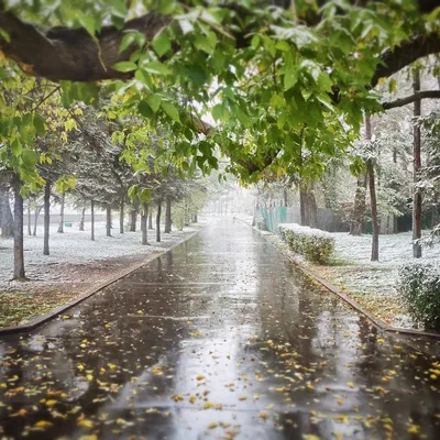 Снег и осень: переплетение красок на фотографиях