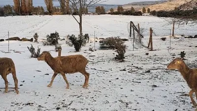 Снег в африке фотографии