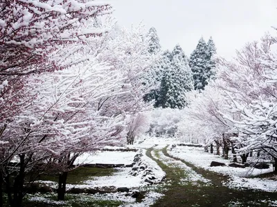 Картина зимней красоты: фото снега в Японии