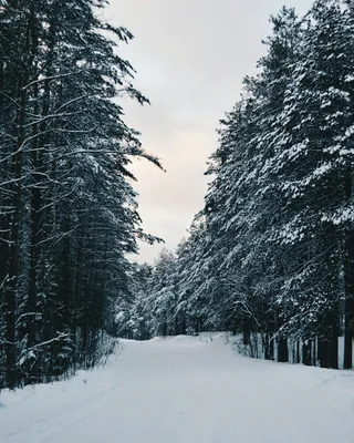 Снег в лесу - живописная картина природы