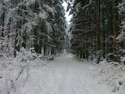 Картина снежного леса: вдохновение и спокойствие
