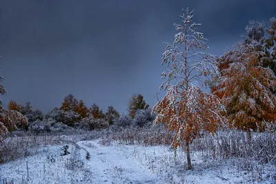 Распустились снежинки на фоне величественных деревьев