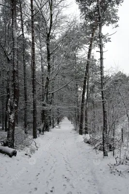 Чистый и свежий воздух зимнего леса